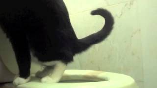 Toilet Trained Cat Going Number Two