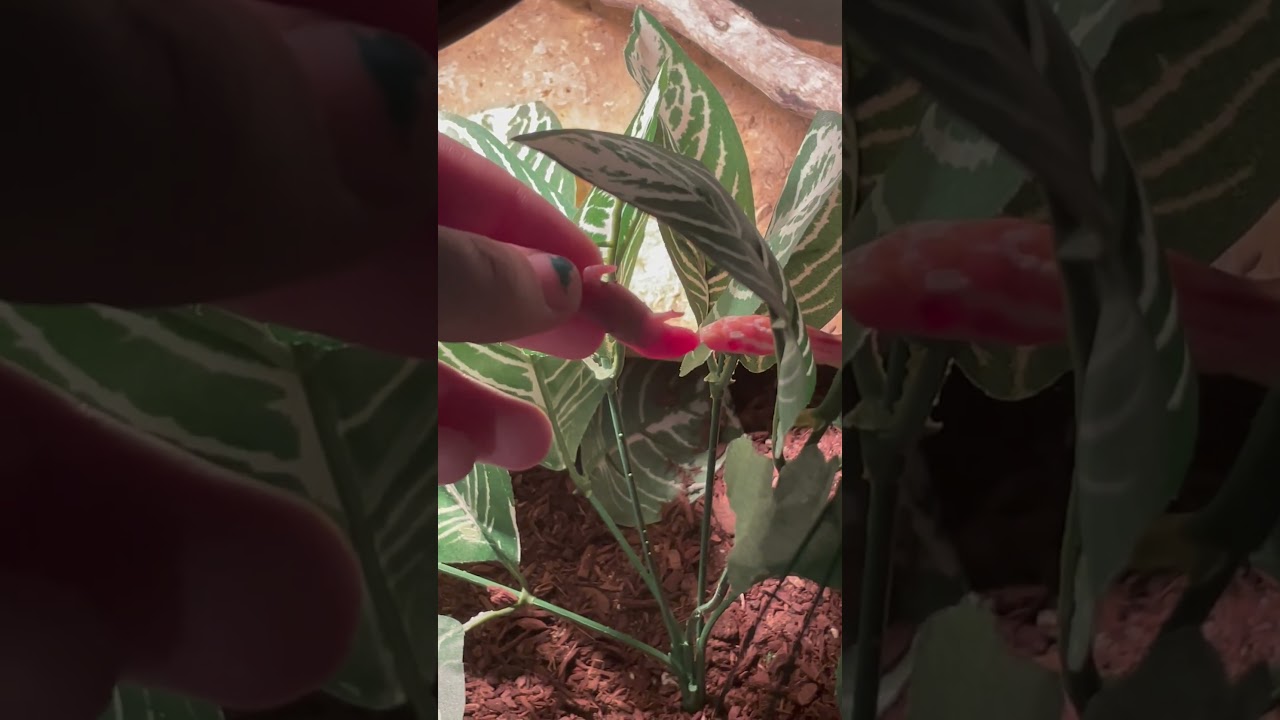 Corn snake goes crazy for f/t pinkie mouse.