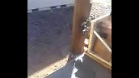 Evolution 77cc engine