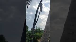 coconut tree fall down most de dangerous moment in my villege😯😯😯😲