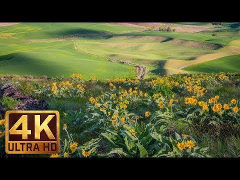 4K Ultra HD Yellow Flowers   Spring Flowers at Steptoe Butte State Park