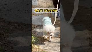 이 강아지… 몇 살로 보이세요? 사실은 18살입니다