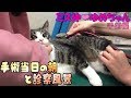 【猫手術その１】手術当日の朝と診察の様子
