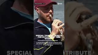 Special trumpet tribute before the removal of DC's beloved cherry tree 'Stumpy'