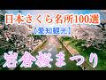 岩倉桜まつり2026 五条川の桜並木を散策｜日本さくら名所100選【愛知観光】