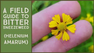 How to identify Sneezeweed (Helenium amarum)