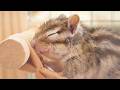 【シマリス】笑顔でうとうとするリス