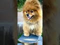 Take on me dog version pomeranian