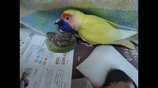 鳥おもちゃ コザクラインコ(ぷーちゃん)