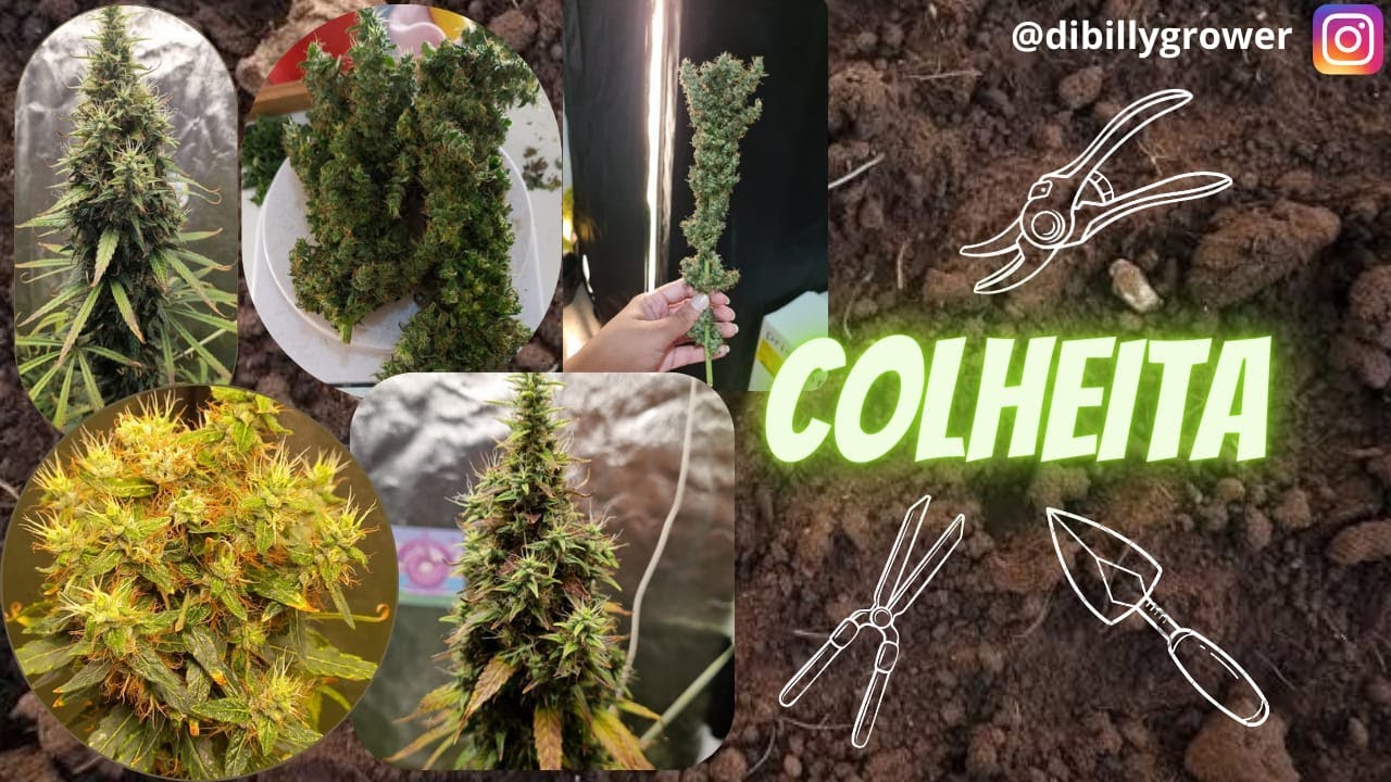 colheita, trima e secagem, AK47 e mokum´s tulip.