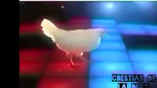 Vignette de la vidéo "Gallina bailando electronica"