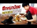 อู๋จุนฝึกลูกหมาสามเดือน คลานได้แล้ว!! | ก็ผมมีลูกเป็นหมา EP.46