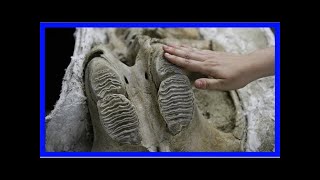 La subway construction unearths more fossils
