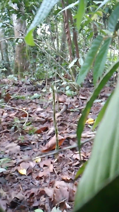 SERU SEKALI MIKAT BURUNG CILILIN DIHUTAN SUMATRA#shorts