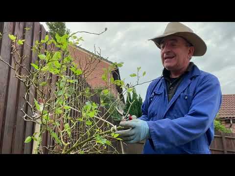 Video: Bagaimana cara memangkas mawar di musim semi? Bagaimana cara memangkas mawar panjat di musim semi, musim panas, dan musim gugur?