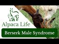 Berserk Male Syndrome ~ ALPACA LIFE