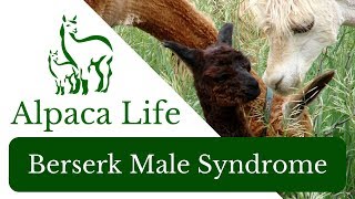 Berserk Male Syndrome ~ ALPACA LIFE