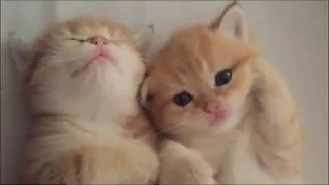 Video 2112951: kittens compilation cute baby, newborn kittens, born baby kitten, funniest cats