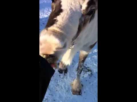 Reindeer feeding time