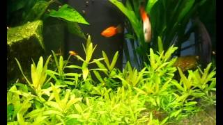Platys et alevins - Platys with fry