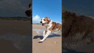 Riley | Day in My Life #kooikerhondje #コーイケルホンディエ