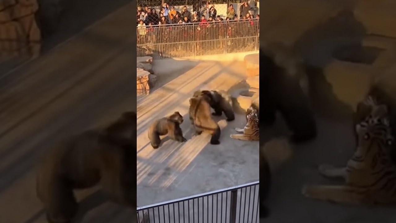 Silverback + Tiger ALLIANCE Destroys Bear + Lion! 🦍 아기구조 🐯 保護 
