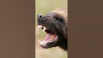 WILD FIGHT! Honey Badger Takes on Warthog Who Comes Out on Top