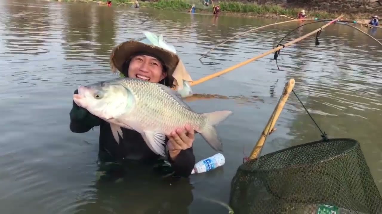 ยกยอ หนองผึ้ง