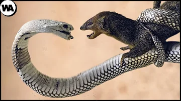 ¿Qué animal es el mayor enemigo de la serpiente?