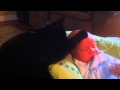 Fofura #1 - Gato põe bebê chorando para dormir