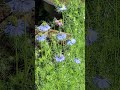 #flowers #nigella #flower