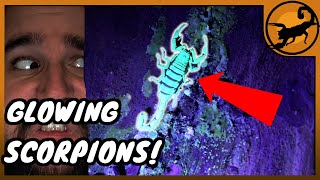 Finding GLOWING SCORPIONS in Florida?