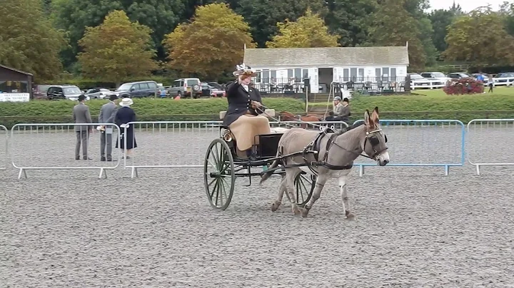 Hapggod competing at Addington at the BDS National...