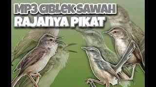 Suara pikat ciblek sawah jernih ampuh !!! Terbaru