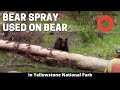 Park Ranger Uses Bear Spray On Bear in Yellowstone