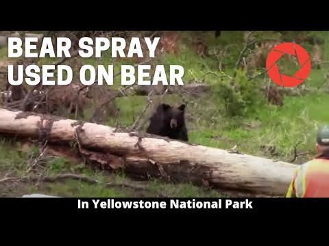 Bear Spray Used On Bear in Yellowstone National Park