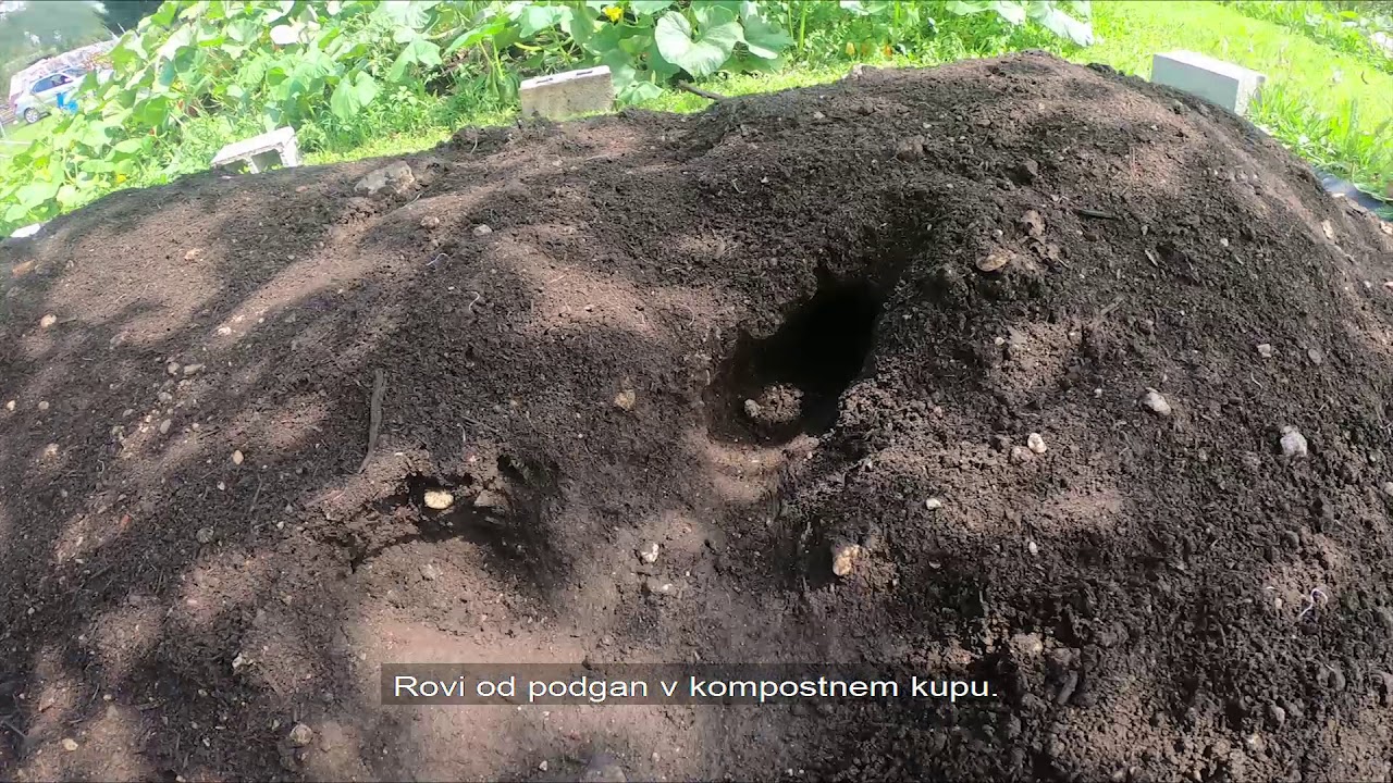 Sajenje brokolija in cvetače