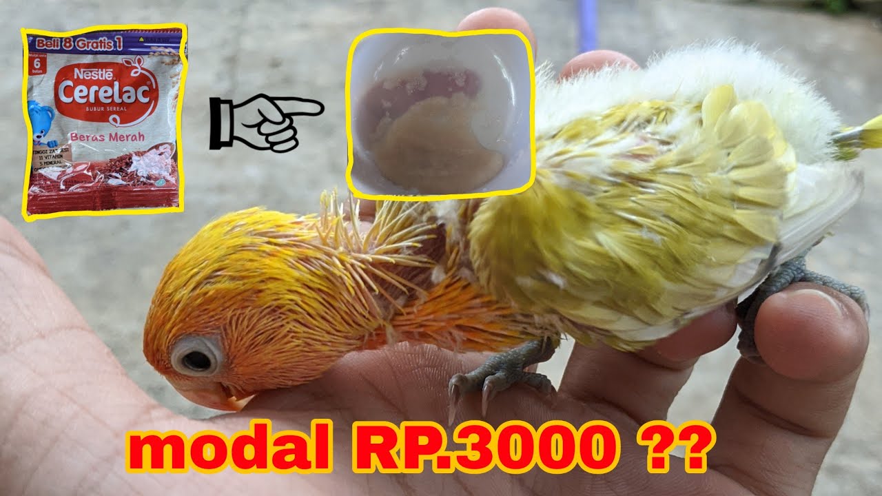 Cara membuat pakan baby lb dengan cara mudah.Cuma modal rp.3000! 