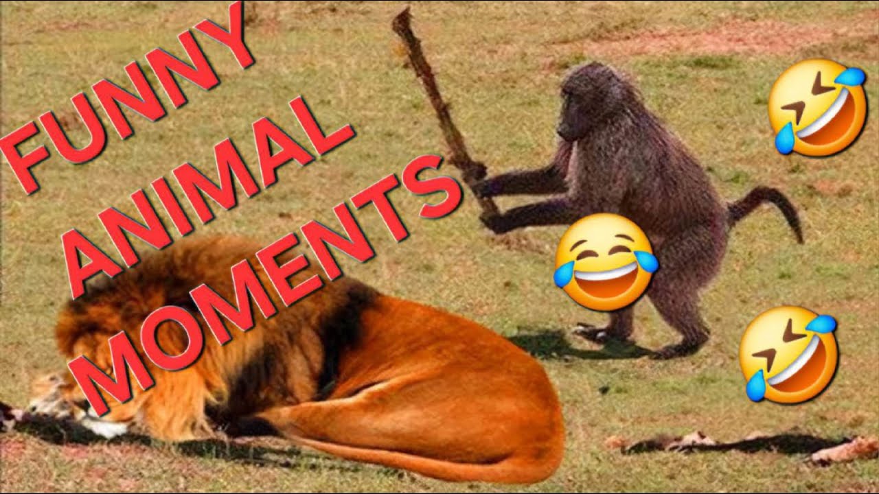 Animal at It's Very BEST | COMEDY | FUNNY | 🤣 🤣 🤣 - YouTube