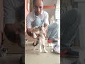 شوفو جزأ الأول من علاج 5 قطط صغيرة اليوم 0646150144 شوفو جزأ الأول من علاج 5 قطط صغيرة اليوم 0646150144