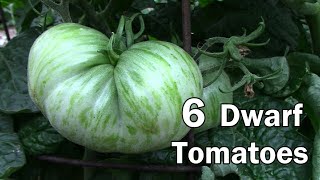 6 Different Dwarf Tomatoes and How They Are Doing In Early July