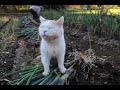 しろとネギ収穫 191129