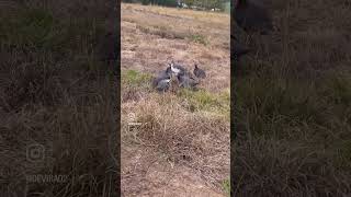 #guineafowl #guineafowlfight #birds #funny #funnyvideos #funnysound