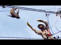 Electric Company Worker Saves Sloth on Powerline