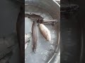 Caught a Beautiful Koi Fish! Amazing Action #Shorts