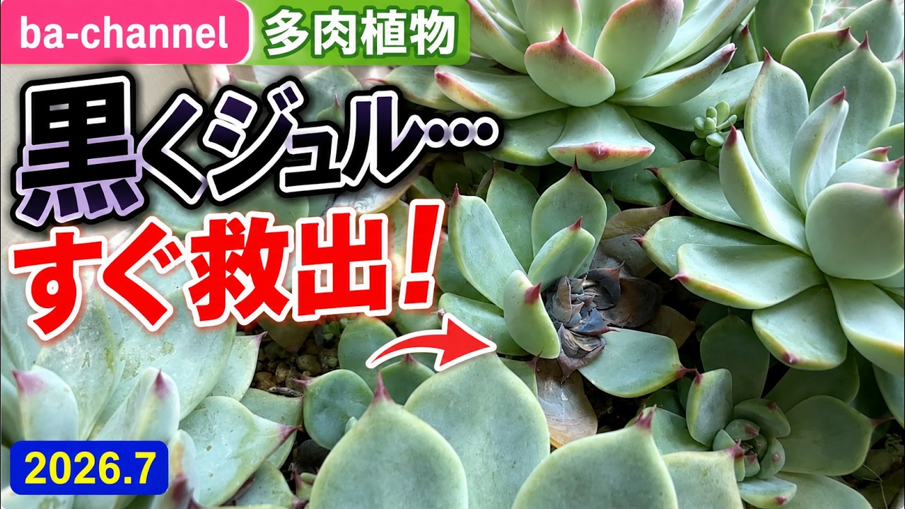 701 {Succulents} Found rotten seedlings from humidity… remove them
