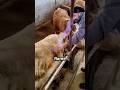Why Farmers Light Their Cows On Fire
