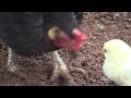 Pollitos comiendo su primera lombiz