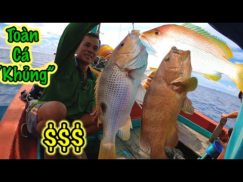 Video Câu Được Toàn Cá 