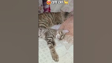 Thumbnail of most popular song #song #music #cat #love
